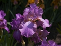 Iris Amethyst Flame Kosaciec